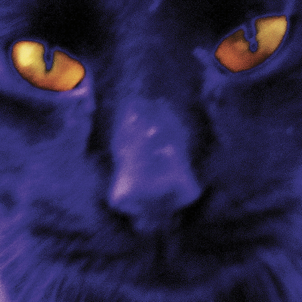 David Kilgour & The Heavy Eights - Bobbie's a girl LP