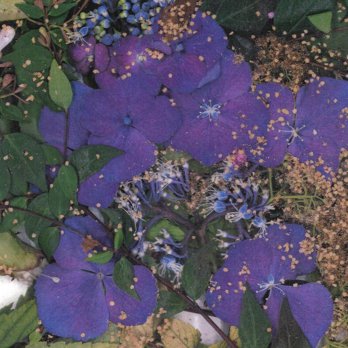 somesurprises - somesurprises LP