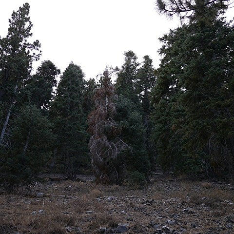 Merzbow + Xiu Xiu - Merzxiu LP