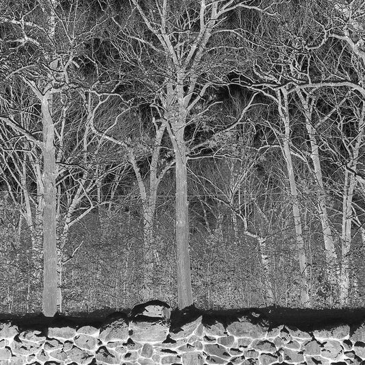 Pile - Sunshine and Balance Beams LP