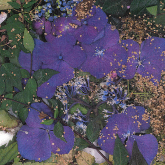 somesurprises - somesurprises LP